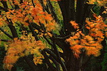 Autumn abstract of leaves on Maple tree blowing in wind, Michigan, USA