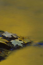 Autumn leaves on mossy rock in running water, Michigan, USA