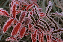 Staghorn Sumac {Rhus typhina} leaves in frost, USA