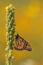 Monarch butterfly {Danaus plexippus} on Mullen plant, USA