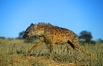 Spotted hyena (Crocuta crocuta) walking, Kalahari Gemsbok NP, South Africa