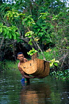Fisherman with traditional shrimp trap in river, Maroantsetra, Madagascar