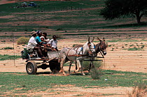 Local family in traditional donkey cart, Kalahari, South Africa
