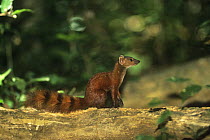 Northern ringed-tailed mongoose {Galida elegans dambrensis} sitting, Ankarana Reserve, Madagascar