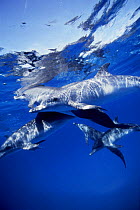 Group of Atlantic spotted dolphins {Stenella frontalis} underwater, Bahamas
