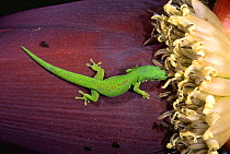 Day gecko on banana fruit {Phelsuma quadriocellata}, Ranamafana, Madagascar
