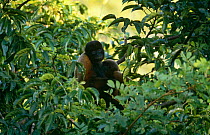 Common woolly monkey suckling young {Lagothrix lagothricha} Yasuni NP, Amazonia, Ecuador