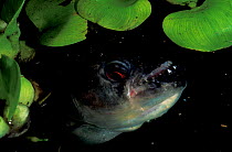 Piranha under aquatic plants {Serrasalmus sp} captive Amazonia, Ecuador
