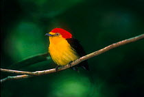 Wire tailed manakin bird, Yasuni NP, Amazonia, Ecuador