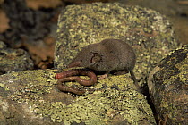 Greater white toothed shrew {Crocidura russula} feeding on earthworm, Spain, Captive