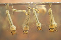 Mosquito {Culex pipiens} larvae filter feeding at surface of water. UK