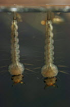 Larvae of Mosquito {Culex pipiens} filter feeding at surface of water, UK