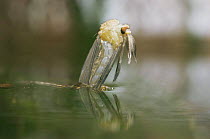 Mosquito {Culex pipiens} emerging from pupa at water surface, UK