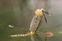 Mosquito adult emerging from pupa at water surface {Culex pipiens} UK