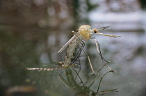 Mosquito {Culex pipiens} emerging from pupa at water surface, UK