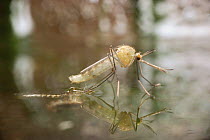Newly emerged mosquito waits for exoskeleton to harden {Culex pipiens} C UK UK