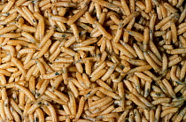 Common house fly maggots {Musca domestica}