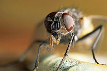 Common house fly {Musca domestica} UK