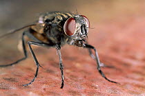 Common house fly close-up portrait