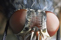 Common house fly {Musca domestica} close up of eyes, UK