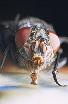 Common bluebottle fly {Calliphora vomitoria} drinking, captive, UK