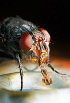 Common bluebottle fly adult feeding close-up
