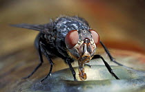 Common bluebottle fly adult feeding close-up {Calliphora vomitoria}