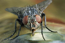 Common bluebottle fly {Calliphora vomitoria} drinking, UK