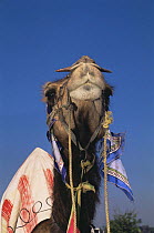 Portrait of domestic Dromedary camel {Camellus dromedarius} Rajasthan, India