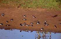 House martins (Delichon urbicum) collecting mud from beside river, for nesting material, France