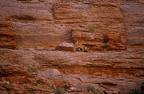 Coyote {Canis latrans} camouflaged on cliff ledge, Grand Canyon, Arizona, USA
