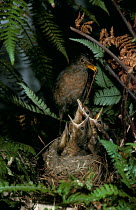 Blackbird feeding chicks {Turdus merula}