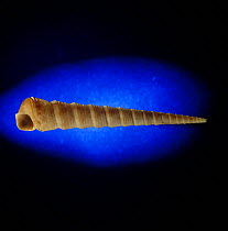 Sea snail shell {Turritella sp} Philippines