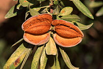Almond Tree nuts {Prunus dulcis} Alicante, Spain
