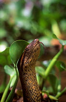 Anaconda {Eunectes murinus} head portrait with tongue extended, Llanos, Venezuela