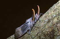 Lantern bug pair (Fulgoridae) Sabah, Borneo