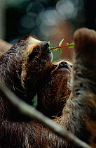 Three toed sloths feeding {Bradypus} Manaus, Brazil