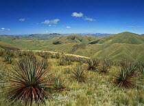 Puya hamat (Puya species}, a large terrestrial fire-resistant bromeliad, in the Ecuadorian Andes