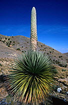 {Puya raimondii} flower spike, Huascaran NP Andes, Peru, South America