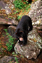 Spectacled bear {Tremarctos ornatus}, Andes, Ecuador, South America