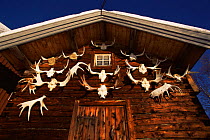 Moose antlers (Alces alces) hung on outside of building, Valadalen, Jamtland, Sweden