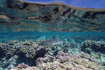 Split-level - Grey reef shark {Carcharhinus amblyrhynchos} Rangiroa, French Polynesia