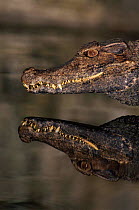 Dwarf caiman {Oakeisycgys oakoevrisys} reflected in water. Amazonian Ecuador