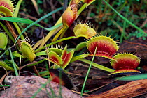Venus Flytrap {Dionaea muscipula}