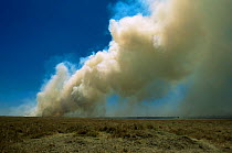 Smoke from grass fire in dry season, Masai Mara, Kenya, East Africa