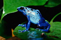 Blue Poison Arrow Frog {Dendrobates azureus}