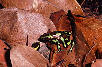 Male Green Poison arrow frog showing female egg deposit site {Dendrobates auratus}, Panama