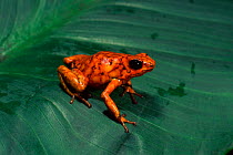 Harlequin Poison Arrow Frog {Dendrobates histrionicus} Ecuador