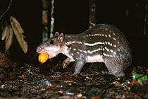 Paca {Agouti paca} eating fallen fruit, Amazonia, Brazil, South America