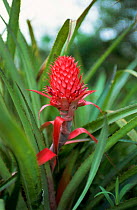 Bromeliad in flower, Ibera marshes National Reserve, N Argentina, South America